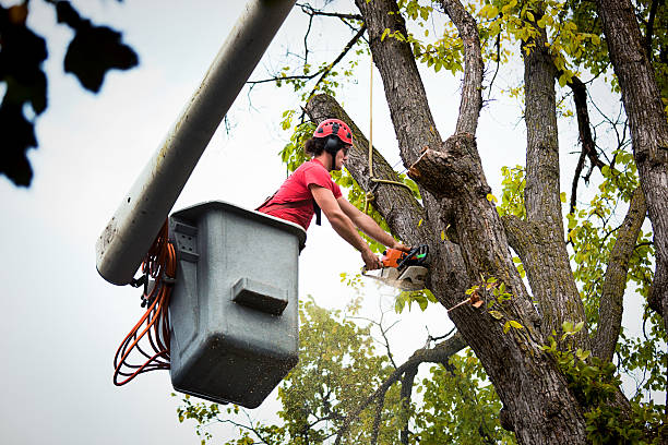 Best Tree Health Inspection  in Ninety Six, SC